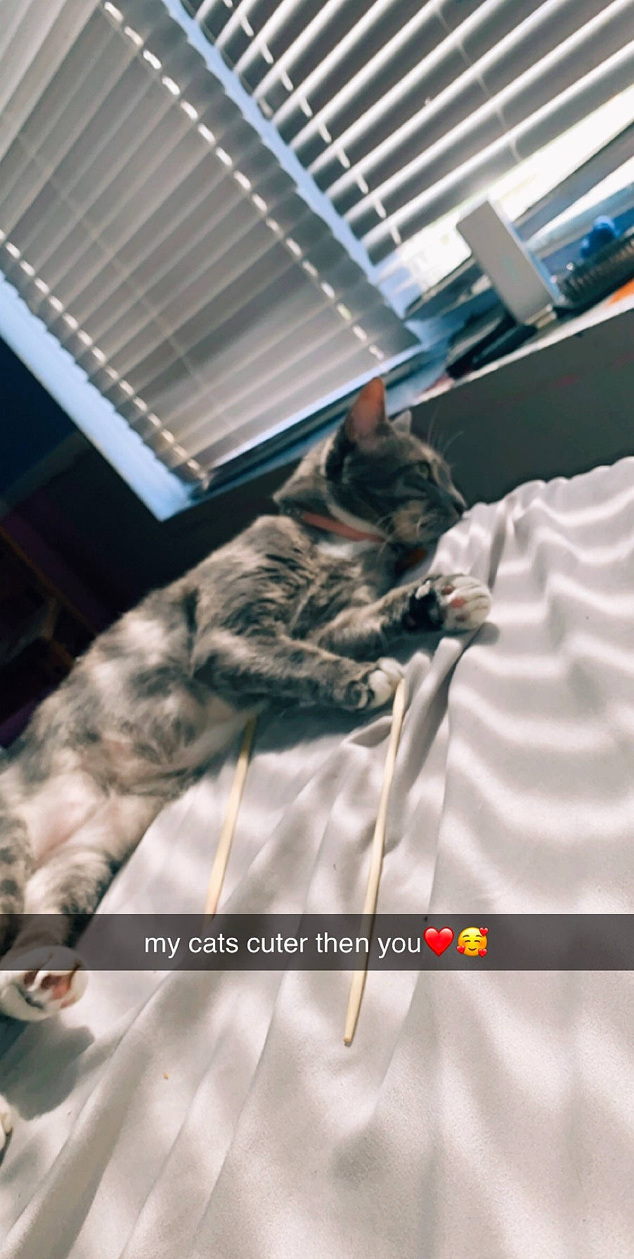 Diamond joined the competition — help win amazing prizes! american_shorthair, animal_shelter, carnivore, cat, domestic_short_haired_cat, dragon_li, european_shorthair, felidae, kitten, maine_coon, photo_caption, photography, small_to_medium_sized_cats, tabby_cat, whiskers