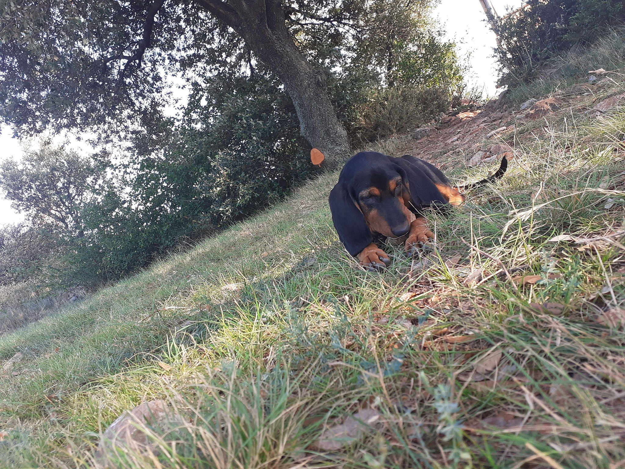 Maya