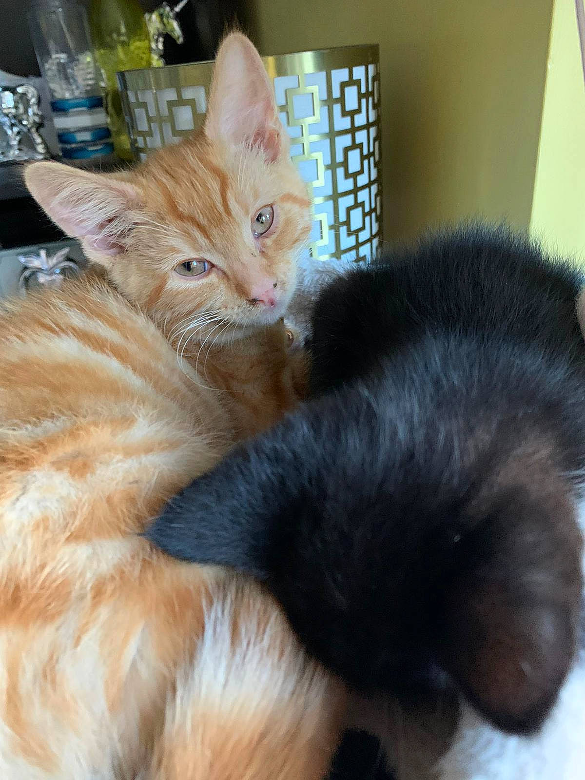 Gerald is registered to the contest to win money with this photo: carnivore, cat, cat_supply, claw, comfort, domestic_short_haired_cat, fawn, felidae, fur, nap, paw, small_to_medium_sized_cats, snout, tail, water_bottle, whiskers, window