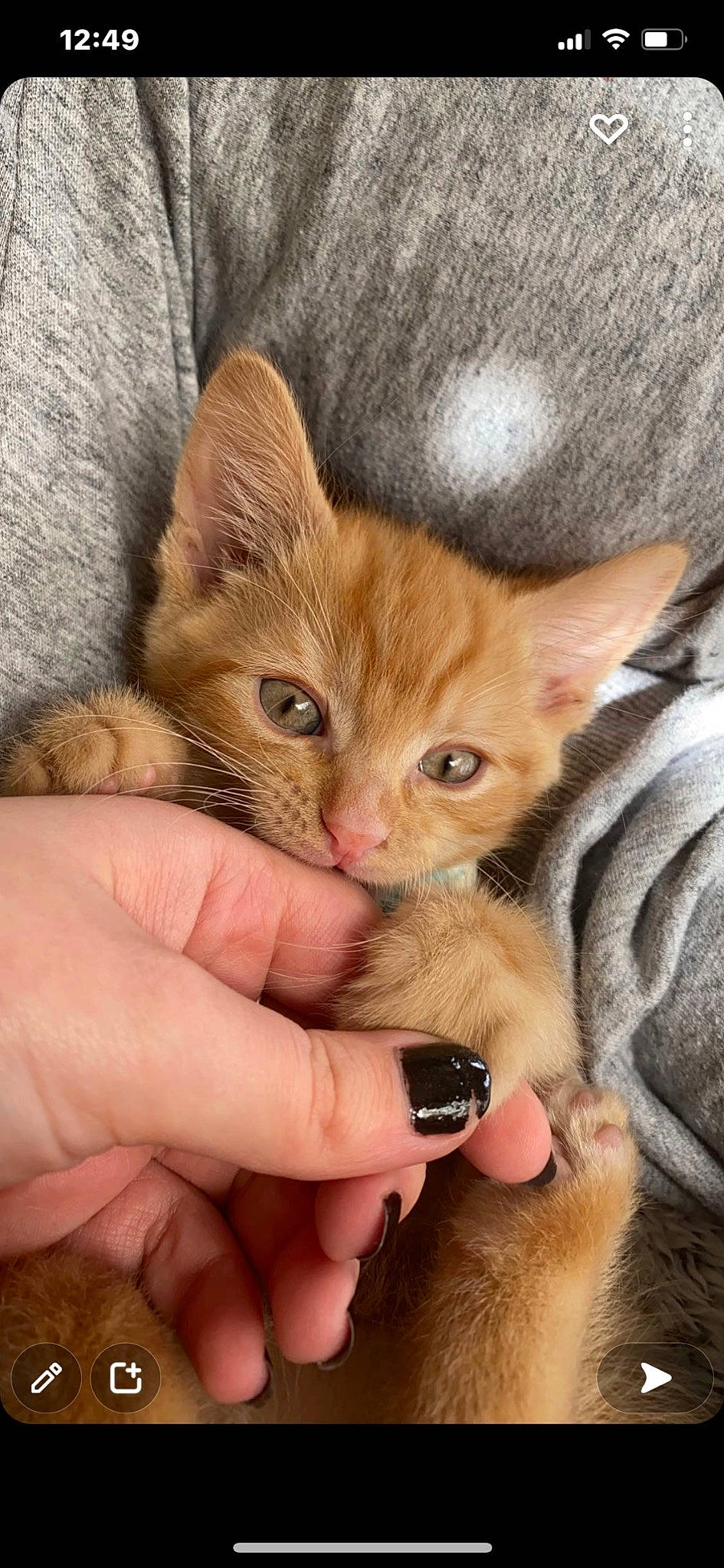 Gerald joined the competition — help win amazing prizes! carnivore, cat, claw, comfort, domestic_short_haired_cat, ear, fawn, felidae, fur, gesture, iris, nail, paw, small_to_medium_sized_cats, thumb, whiskers