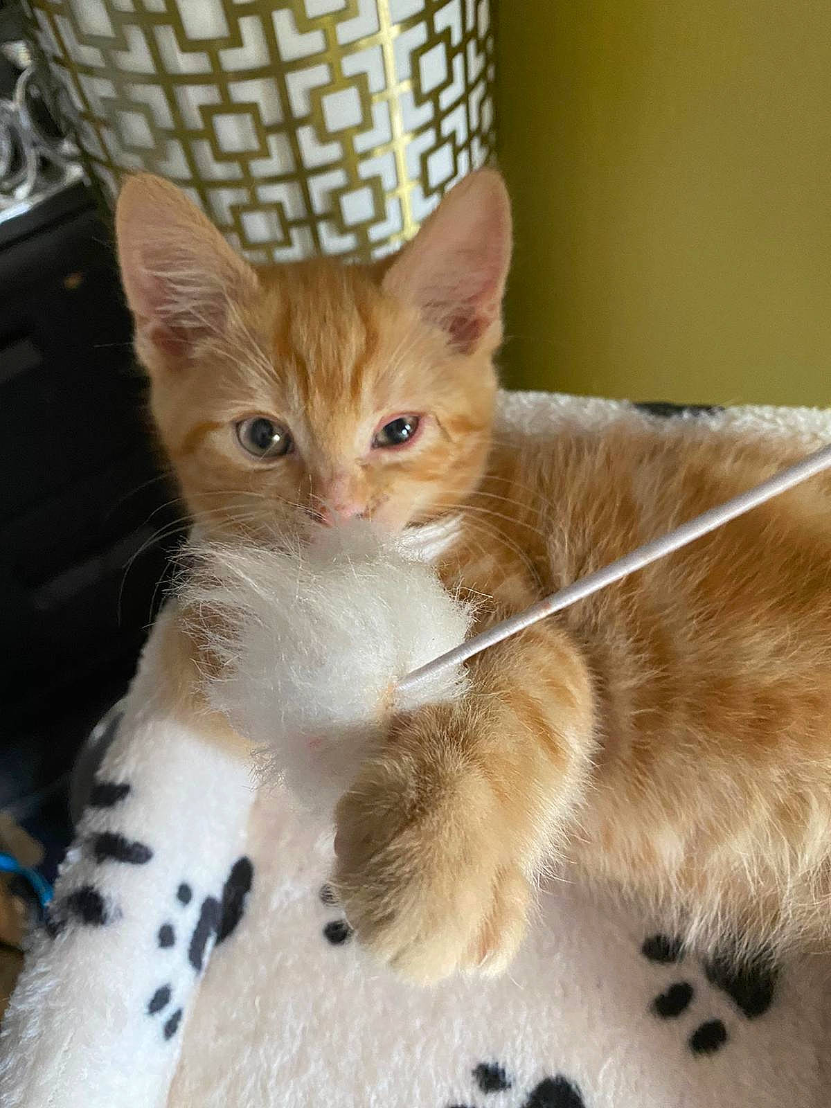 Gerald is registered to the contest to win money with this photo: carnivore, cat, cat_supply, claw, comfort, domestic_short_haired_cat, fawn, felidae, fur, paw, pet_supply, sitting, small_to_medium_sized_cats, snout, tail, terrestrial_animal, whiskers, window, wood