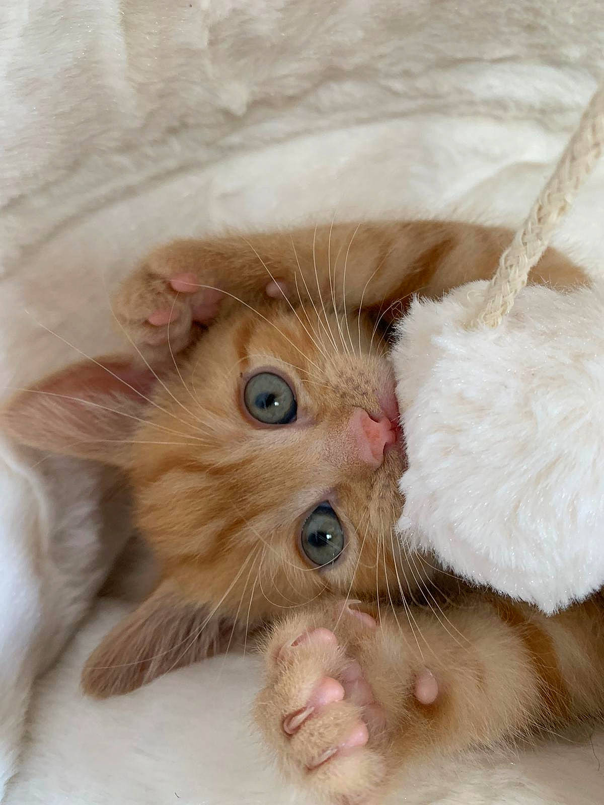 Gerald joined the competition — help win amazing prizes! carnivore, cat, cat_bed, claw, comfort, eye, fawn, felidae, fur, gesture, iris, paw, small_to_medium_sized_cats, snout, whiskers