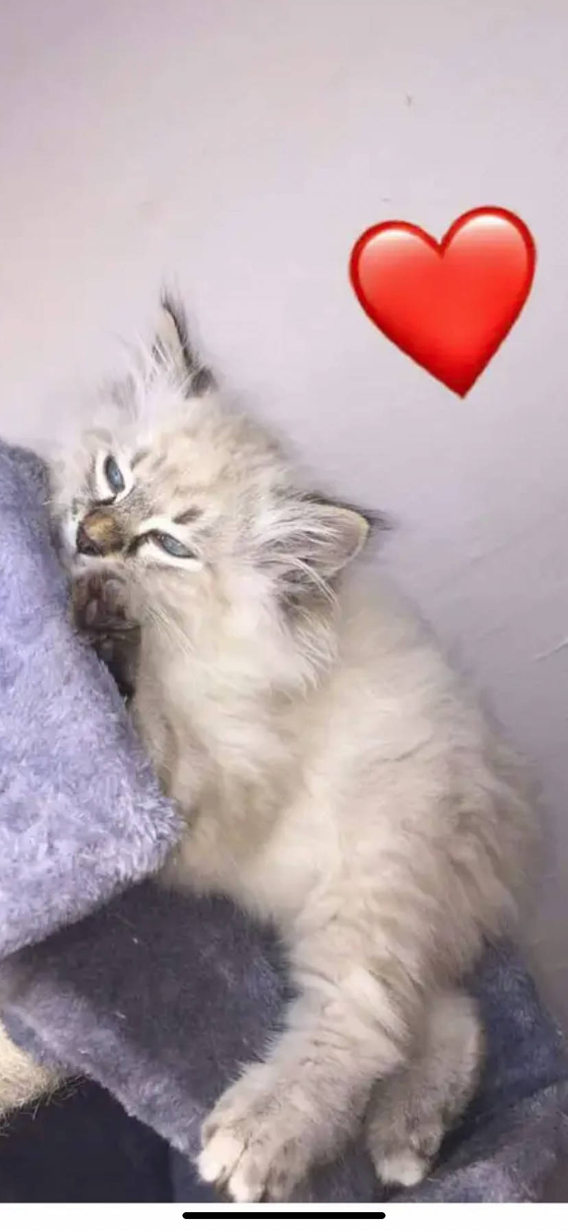 Chouchou a rejoint le concours — aidez-le/la à gagner de superbes lots ! british_longhair, carnivore, cat, fawn, felidae, fur, happy, paw, persian, ragdoll, small_to_medium_sized_cats, snout, tail, terrestrial_animal, whiskers