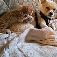 Ozzy joined the competition — help win amazing prizes! kitten, dog, blanket, quilted_background, pet, fur, snuggling, indoor, sleepy, curious, small_dog, harness, cozy, resting, companion, animal, cute, relaxed, soft_texture, friendship