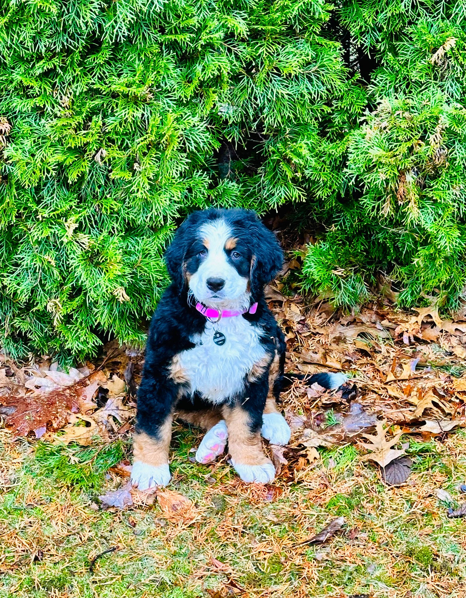 Heidi joined the competition — help win amazing prizes! canidae, carnivore, companion_dog, dog, dog_breed, grass, groundcover, gun_dog, herding_dog, hunting_dog, plant, soil, sporting_group, terrestrial_animal, terrestrial_plant, tree, working_animal, working_dog