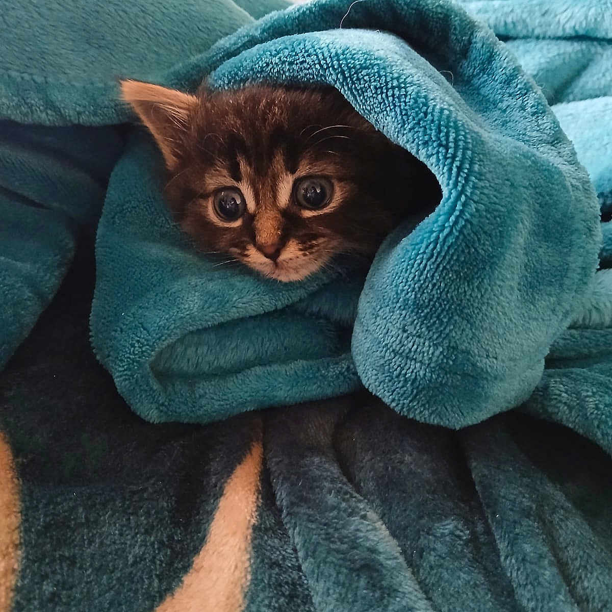 Olaf participe au concours pour gagner de l'argent avec cette photo : animal, blue_blanket, cat, comfort, cozy, curious, cute, face, fur, indoor, kitten, mammal, pet, resting, small, snuggled, soft_texture, tabby, whiskers, wide_eyes