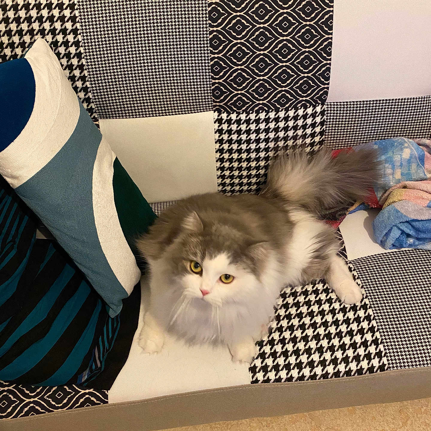 Winnie participe au concours pour gagner de l'argent avec cette photo : angora, animal, architecture, building, canine, cat, clothing, couch, cushion, dog, footwear, furniture, homedecor, indoors, kitten, livingroom, pet, pillow, room, shoe