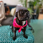 Utopia participe au concours pour gagner de l'argent avec cette photo : dog, black_dog, bandana, pink_bandana, pet, animal, indoor, blanket, sofa, living_room, furniture, cute, portrait, sitting, canine, domestic_animal, friendly, cozy, home, focused