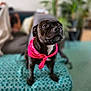 dog, black_dog, bandana, pink_bandana, pet, animal, indoor, blanket, sofa, living_room, furniture, cute, portrait, sitting, canine, domestic_animal, friendly, cozy, home, focused