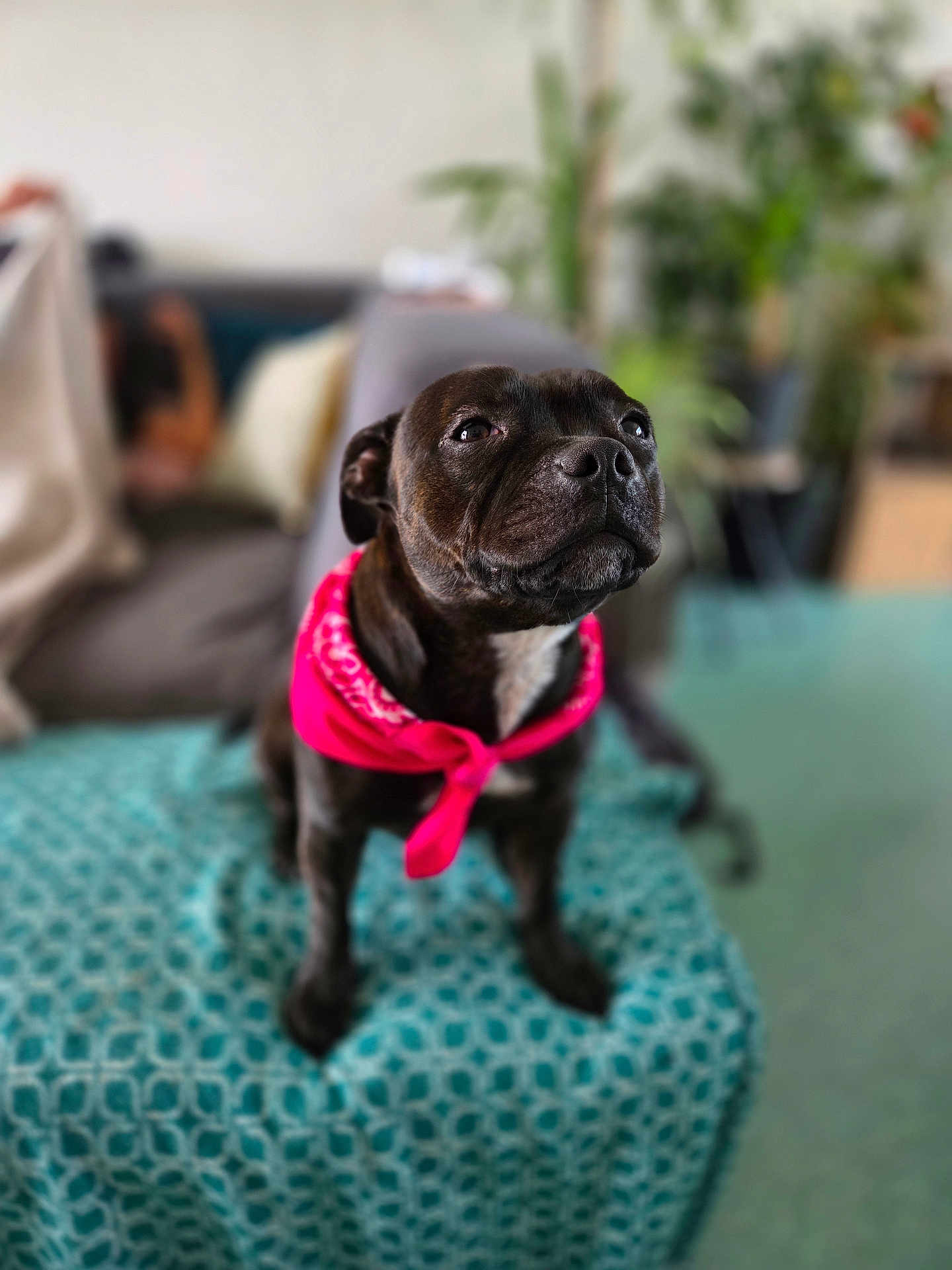 Utopia participe au concours pour gagner de l'argent avec cette photo : dog, black_dog, bandana, pink_bandana, pet, animal, indoor, blanket, sofa, living_room, furniture, cute, portrait, sitting, canine, domestic_animal, friendly, cozy, home, focused