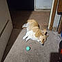 dog, corgi, sleeping, carpet, indoor, pet, light, shadow, ball, floor, resting, animal, cute, small_dog, brown_and_white, relaxing, sunlight, door, home, quiet