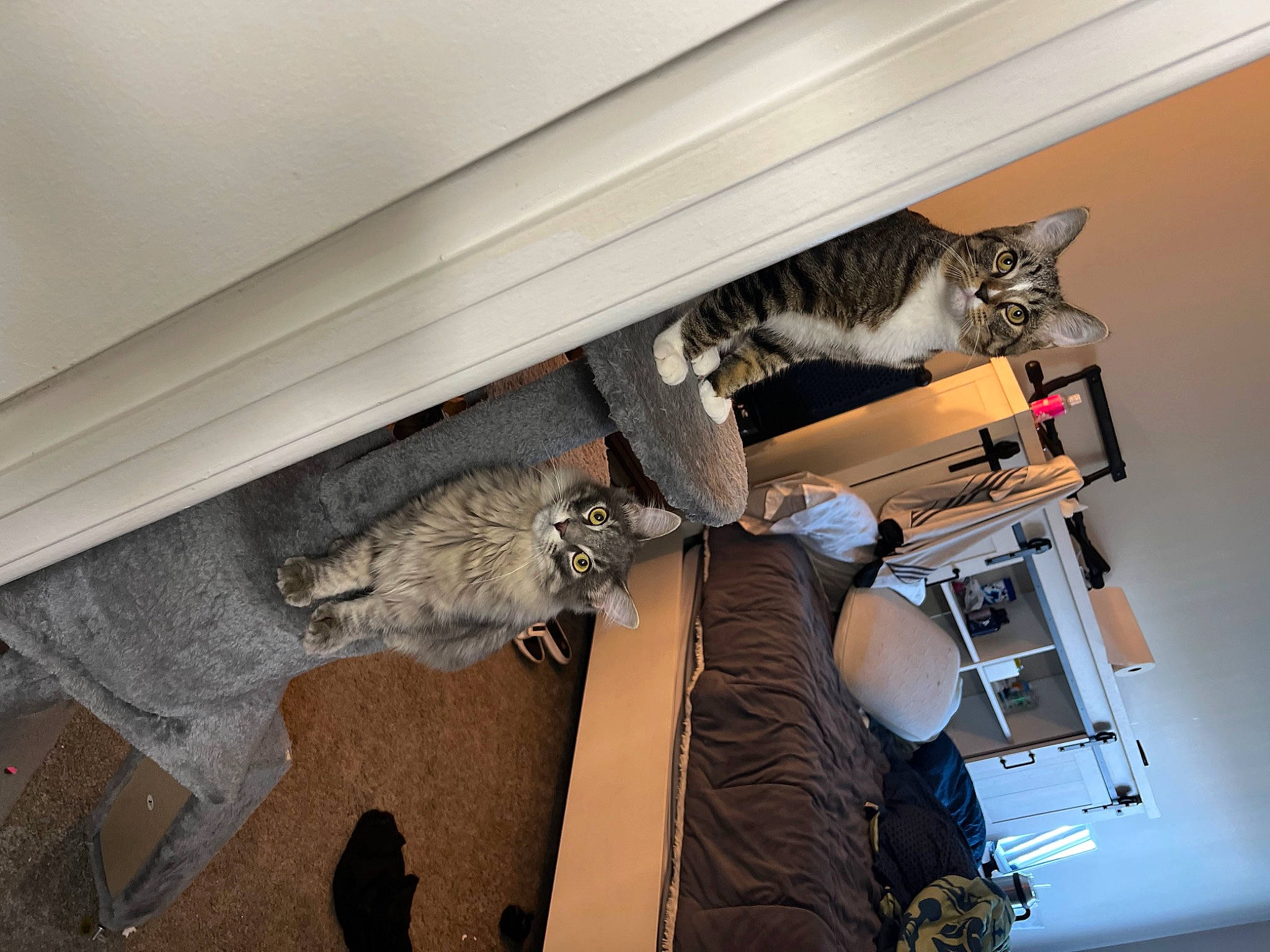 Chicken is registered to the contest to win money with this photo: carnivore, cat, ceiling, domestic_short_haired_cat, door, felidae, flooring, fur, hardwood, house, molding, plaster, room, shelf, shelving, small_to_medium_sized_cats, tail, whiskers, window, wood