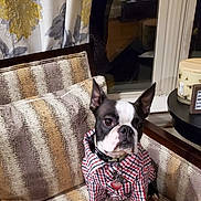 Biggie Smalls is registered to the contest to win money with this photo: armchair, black_and_white, boston_terrier, collar, curtains, dog, dressed_dog, furniture, home_decor, indoor, pet, portrait, red_pattern, shirt, short_snout, side_table, sitting, smartphone_screenshot, upright_ears, window
