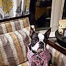 dog, boston_terrier, pet, shirt, dressed_dog, sitting, armchair, indoor, portrait, black_and_white, short_snout, upright_ears, collar, red_pattern, furniture, window, curtains, side_table, smartphone_screenshot, home_decor