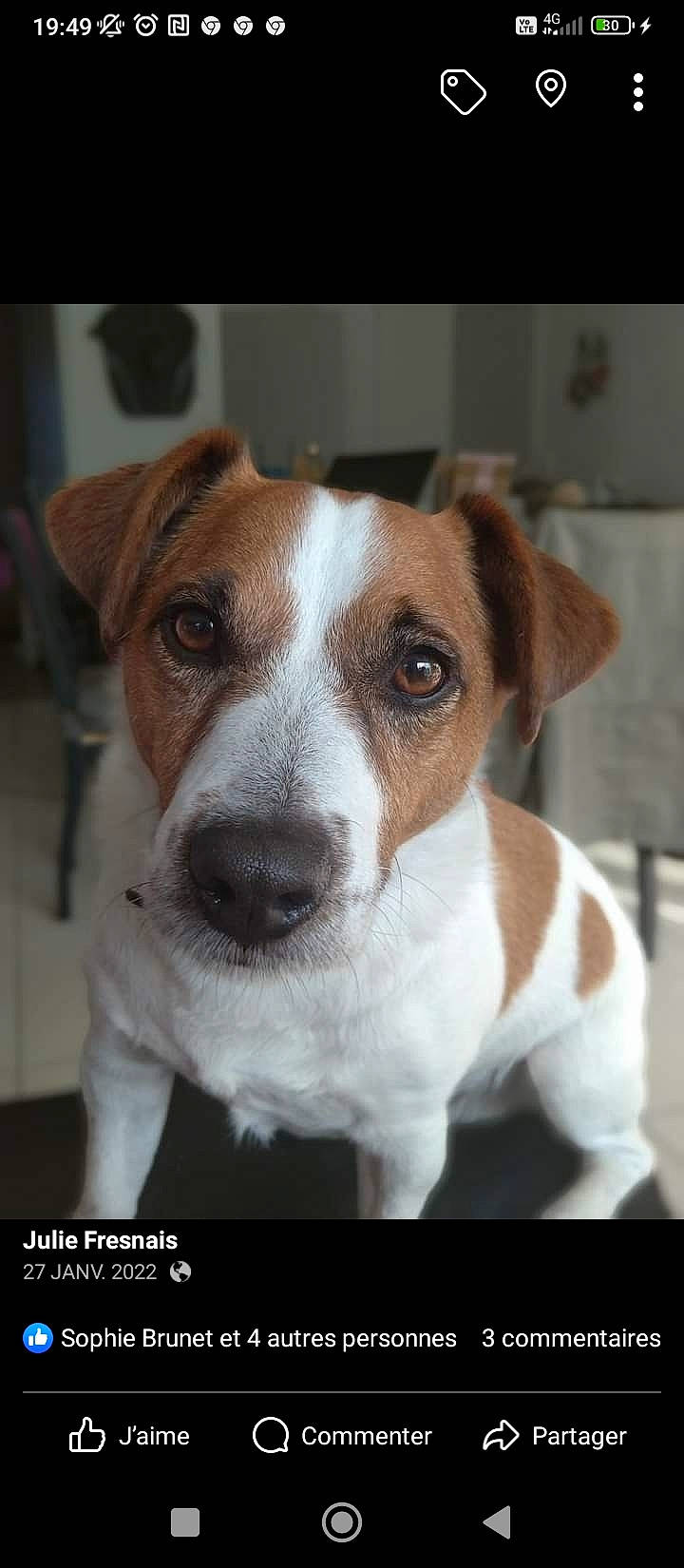 Lucky a rejoint le concours — aidez-le/la à gagner de superbes lots ! ancient_dog_breeds, canidae, carnivore, collar, companion_dog, dog, dog_breed, fawn, fur, irishjacks, non_sporting_group, snout, sporting_group, terrestrial_animal, whiskers, working_animal