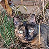 cat, tortoiseshell_cat, animal, pet, feline, outdoor, garden, grass, dry_grass, leaves, foliage, wooden_fence, close_up, portrait, green_eyes, whiskers, ears, fur, crouching, nature