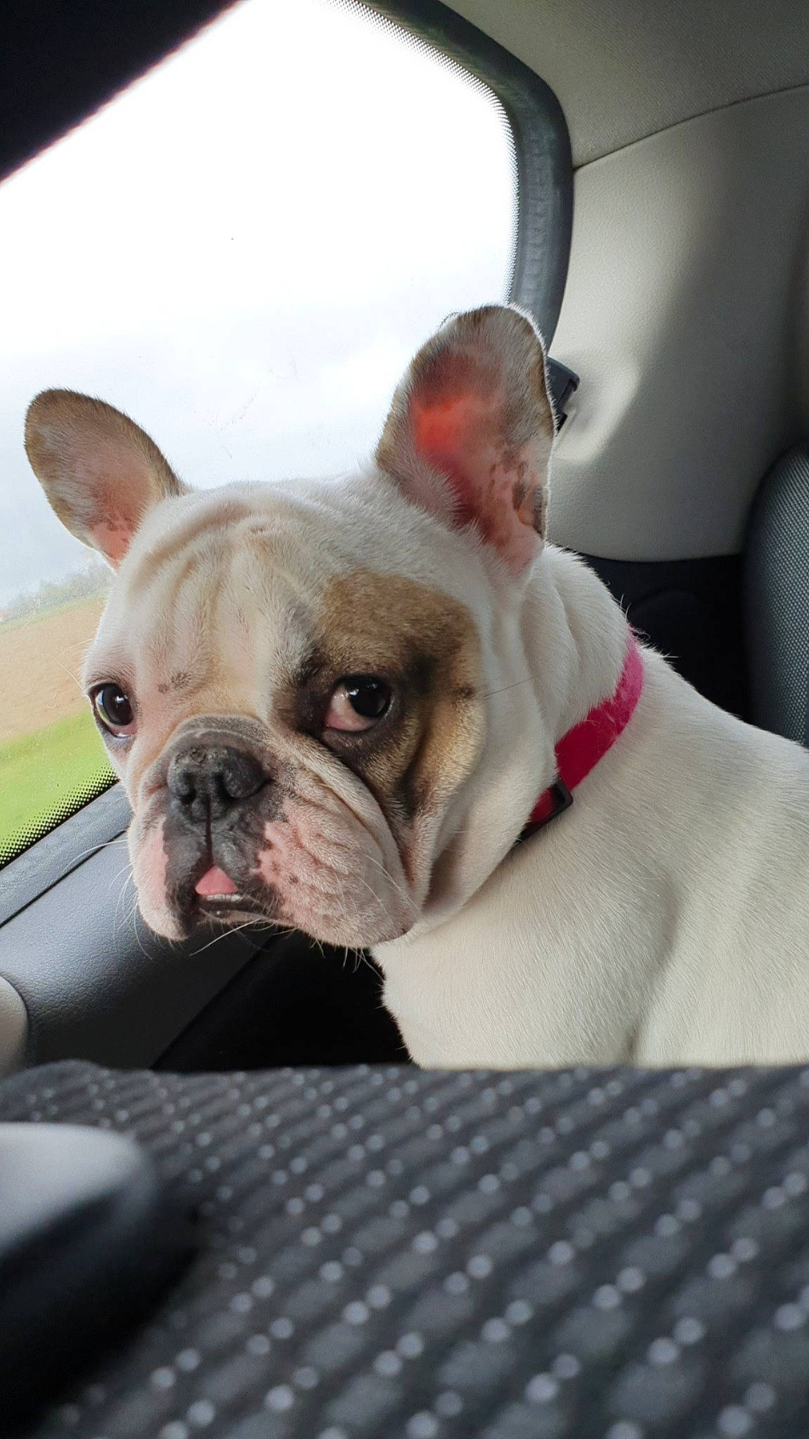 Ottawa participe au concours pour gagner de l'argent avec cette photo : bulldog, canidae, carnivore, companion_dog, dog, dog_breed, ear, fawn, french_bulldog, mammal, molosser, non_sporting_group, nose, old_english_bulldog, puppy, skin, snout, toy_bulldog, vertebrate, white_english_bulldog