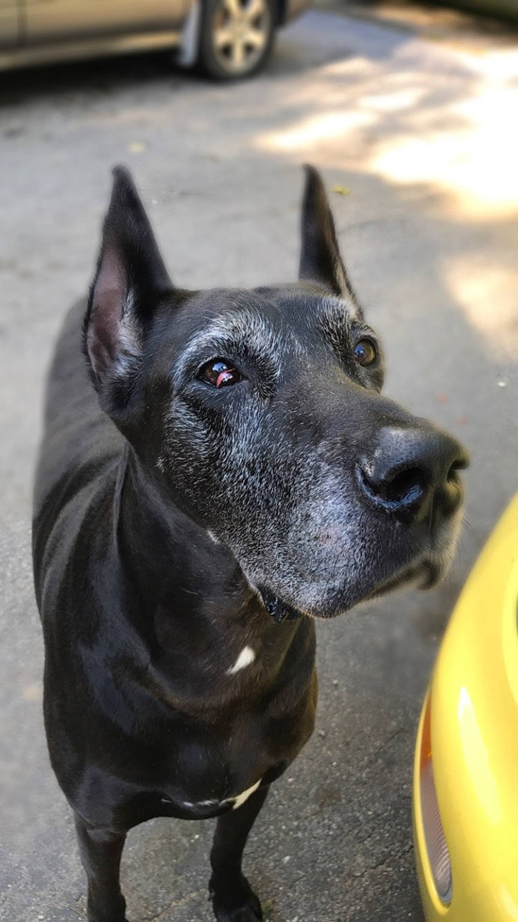 Muffin joined the competition — help win amazing prizes! canidae, carnivore, collar, companion_dog, dog, dog_breed, dog_collar, formosan_mountain_dog, grey, guard_dog, mammal, organ, pet_supply, road_surface, snout, sporting_group, tar, whiskers, working_animal, working_dog