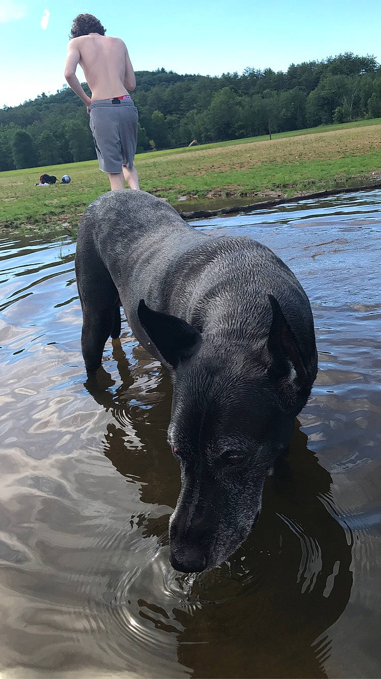 Muffin joined the competition — help win amazing prizes! canidae, carnivore, companion_dog, dog, dog_breed, floodplain, hunting_dog, lake, liquid, mammal, meadow, reservoir, snout, sporting_group, t_shirt, vertebrate, water_resources, wetland, working_animal, working_dog