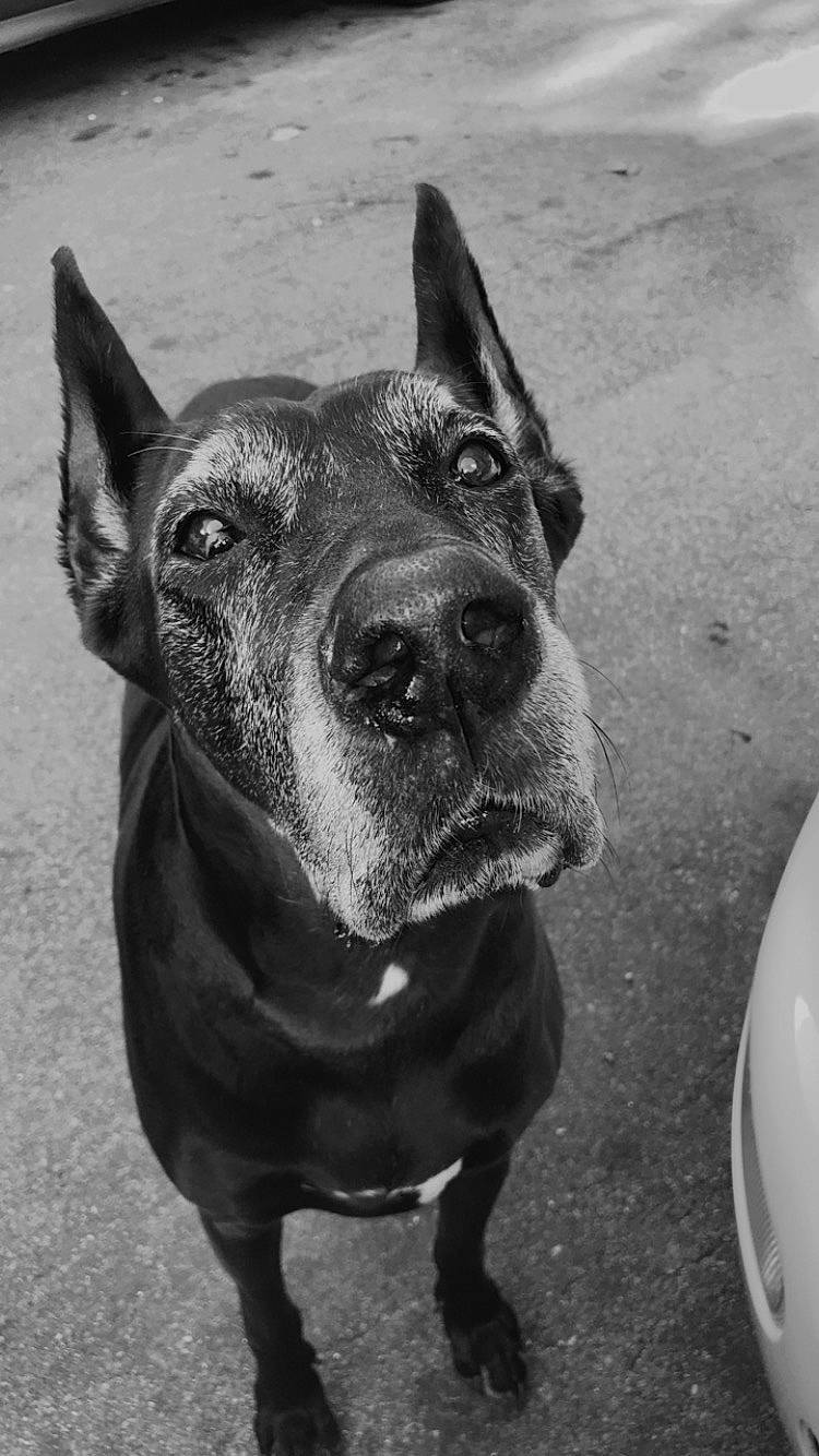 Muffin joined the competition — help win amazing prizes! black_and_white, canidae, carnivore, companion_dog, dog, dog_breed, fawn, grey, guard_dog, jaw, monochrome, monochrome_photography, skin, snout, sporting_group, stock_photography, whiskers, working_animal, working_dog