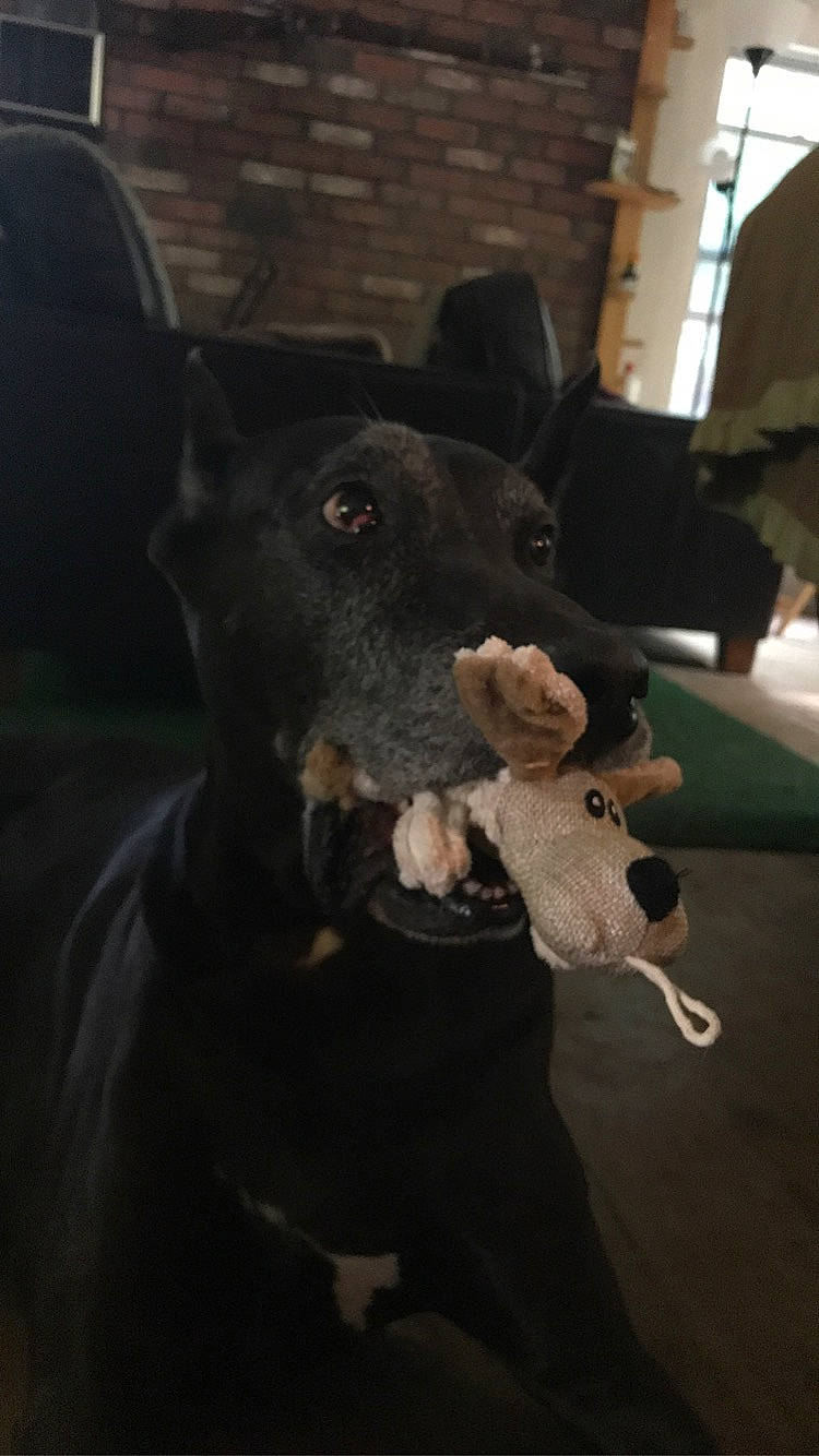 Muffin joined the competition — help win amazing prizes! black, brickwork, canidae, carnivore, collar, companion_dog, dog, dog_breed, dog_toy, fur, guard_dog, non_sporting_group, pet_supply, snout, sporting_group, stuffed_toy, terrestrial_animal, whiskers, working_animal, working_dog