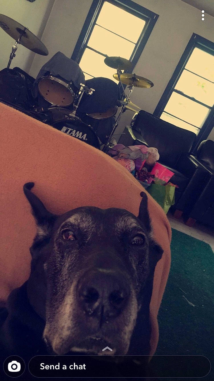 Muffin is registered to the contest to win money with this photo: bass_drum, canidae, carnivore, companion_dog, daylighting, dog, dog_breed, drum, drumhead, drums, membranophone, musical_instrument, percussion, snout, sporting_group, whiskers, window_blind, window_covering, window_treatment, working_animal