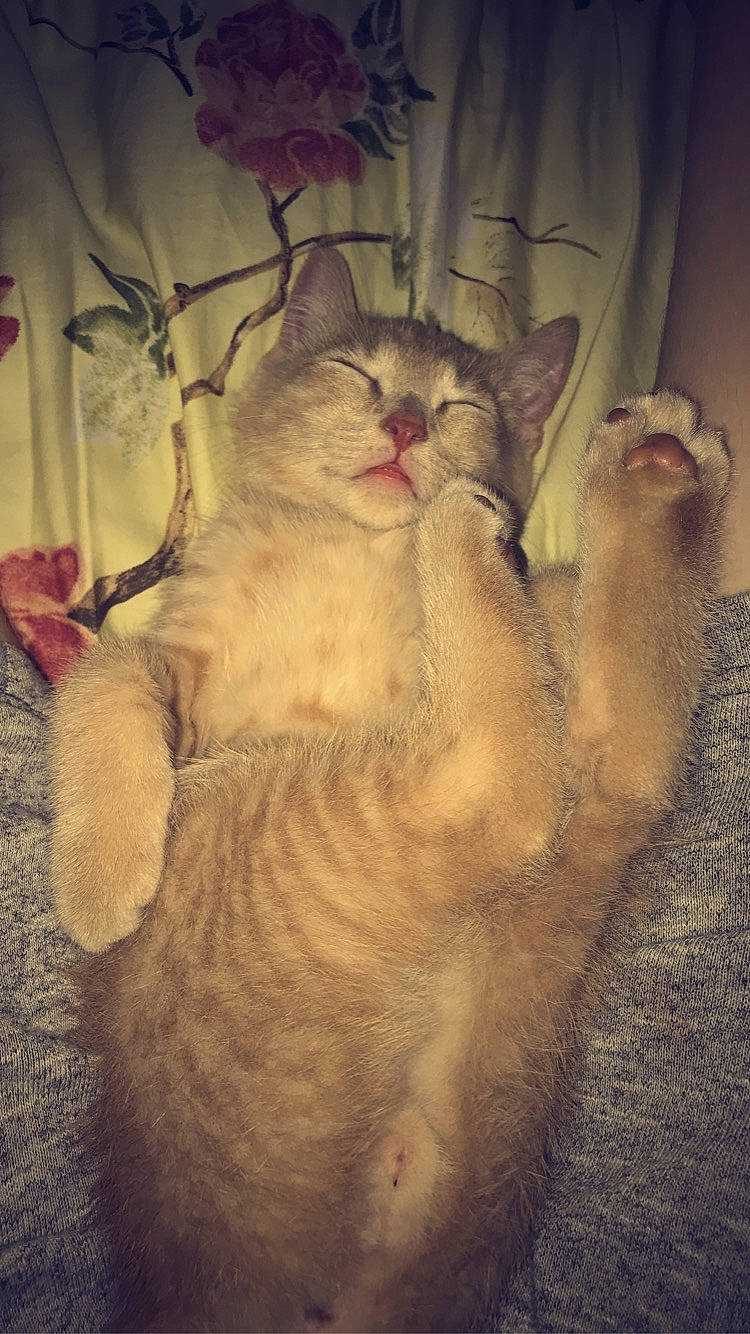 Ozzy joined the competition — help win amazing prizes! carnivore, cat, fawn, felidae, fur, small_to_medium_sized_cats, snout, tail, terrestrial_animal, toe, vertebrate, whiskers