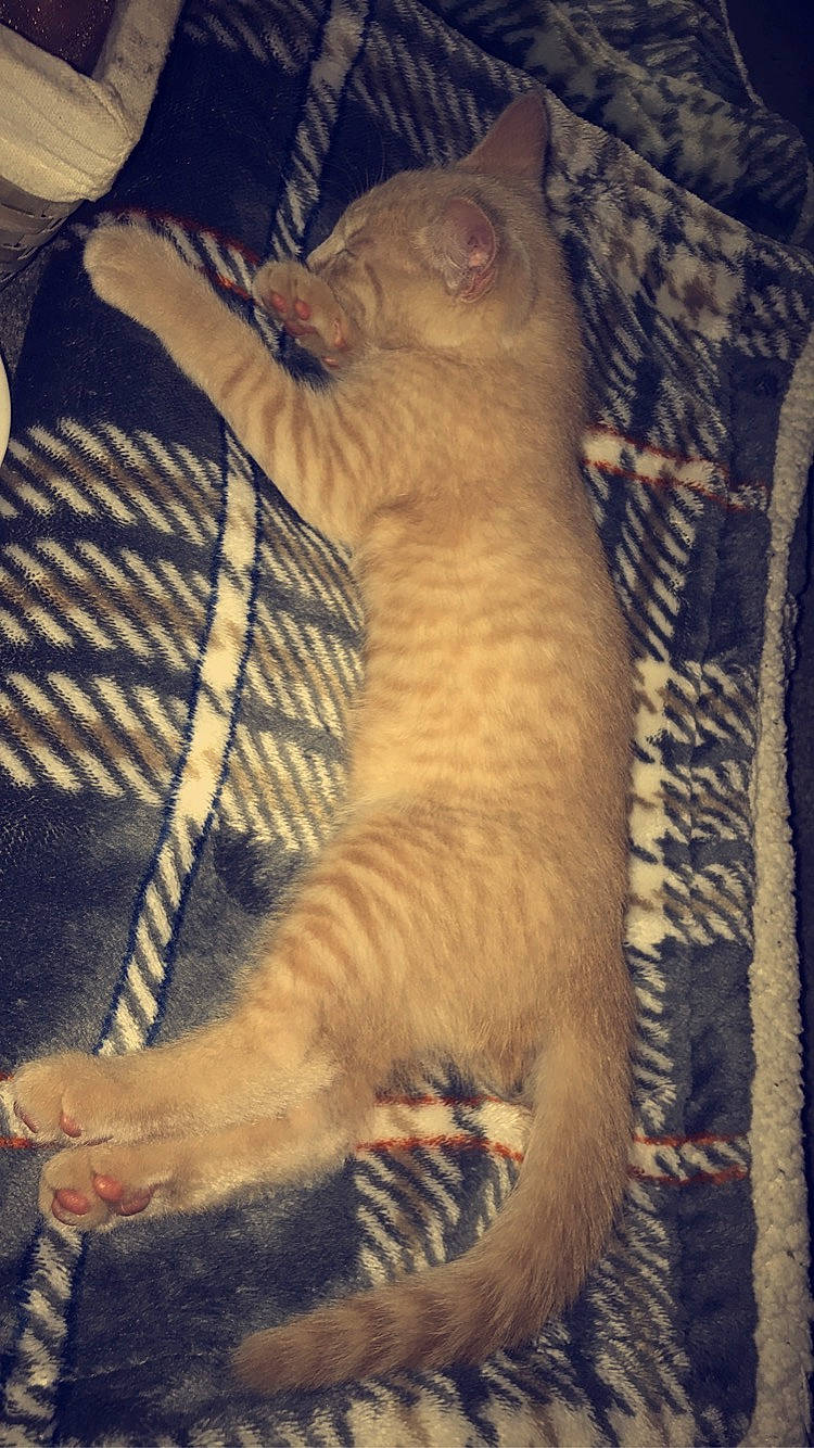 Ozzy is registered to the contest to win money with this photo: carnivore, cat, claw, comfort, domestic_short_haired_cat, fawn, felidae, fur, paw, small_to_medium_sized_cats, tail, terrestrial_animal, toe, vertebrate, whiskers