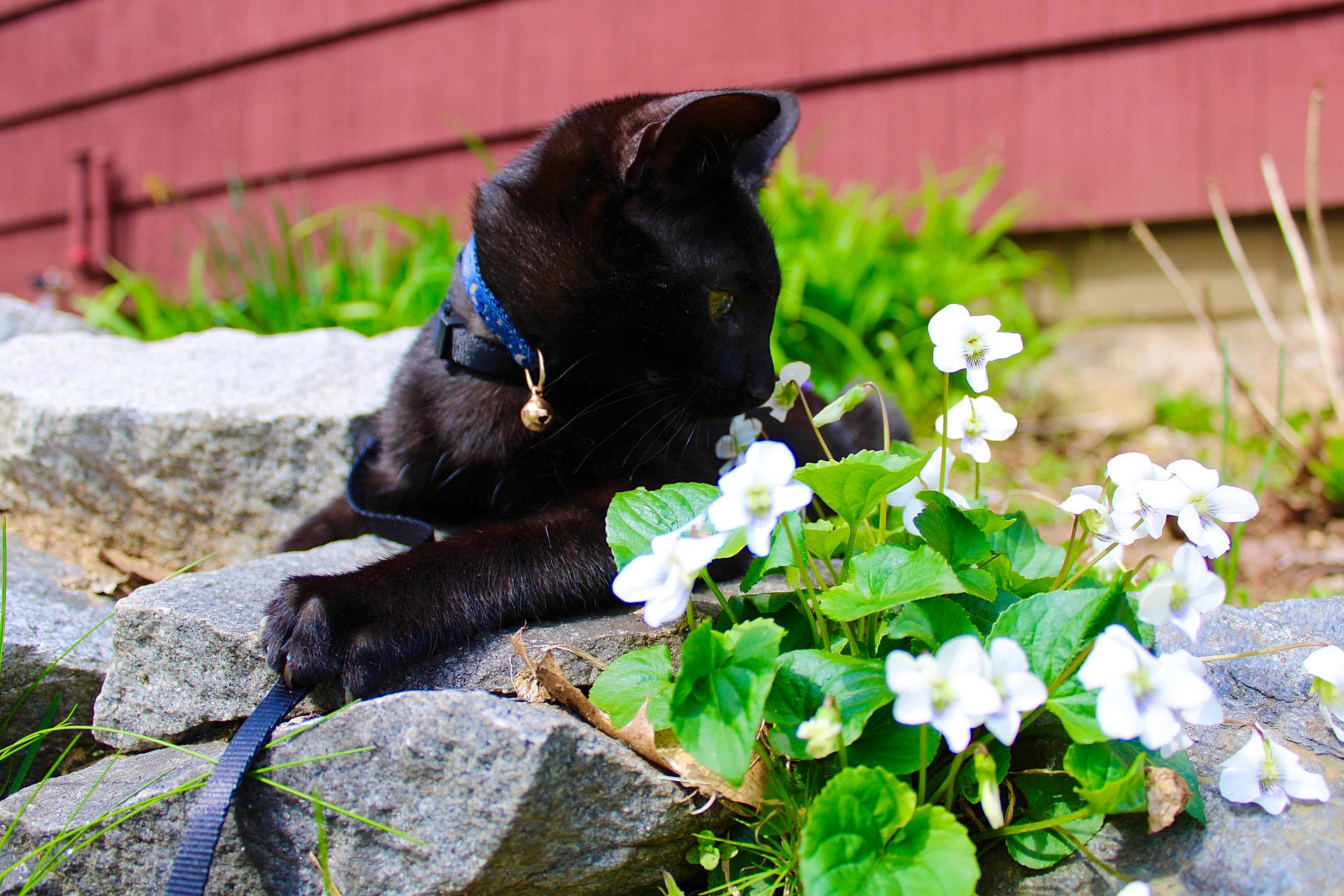 Willie joined the competition — help win amazing prizes! annual_plant, black_cat, bombay, botany, carnivore, cat, fawn, felidae, flower, flowering_plant, grass, groundcover, petal, plant, shrub, small_to_medium_sized_cats, tail, terrestrial_animal, tree, whiskers