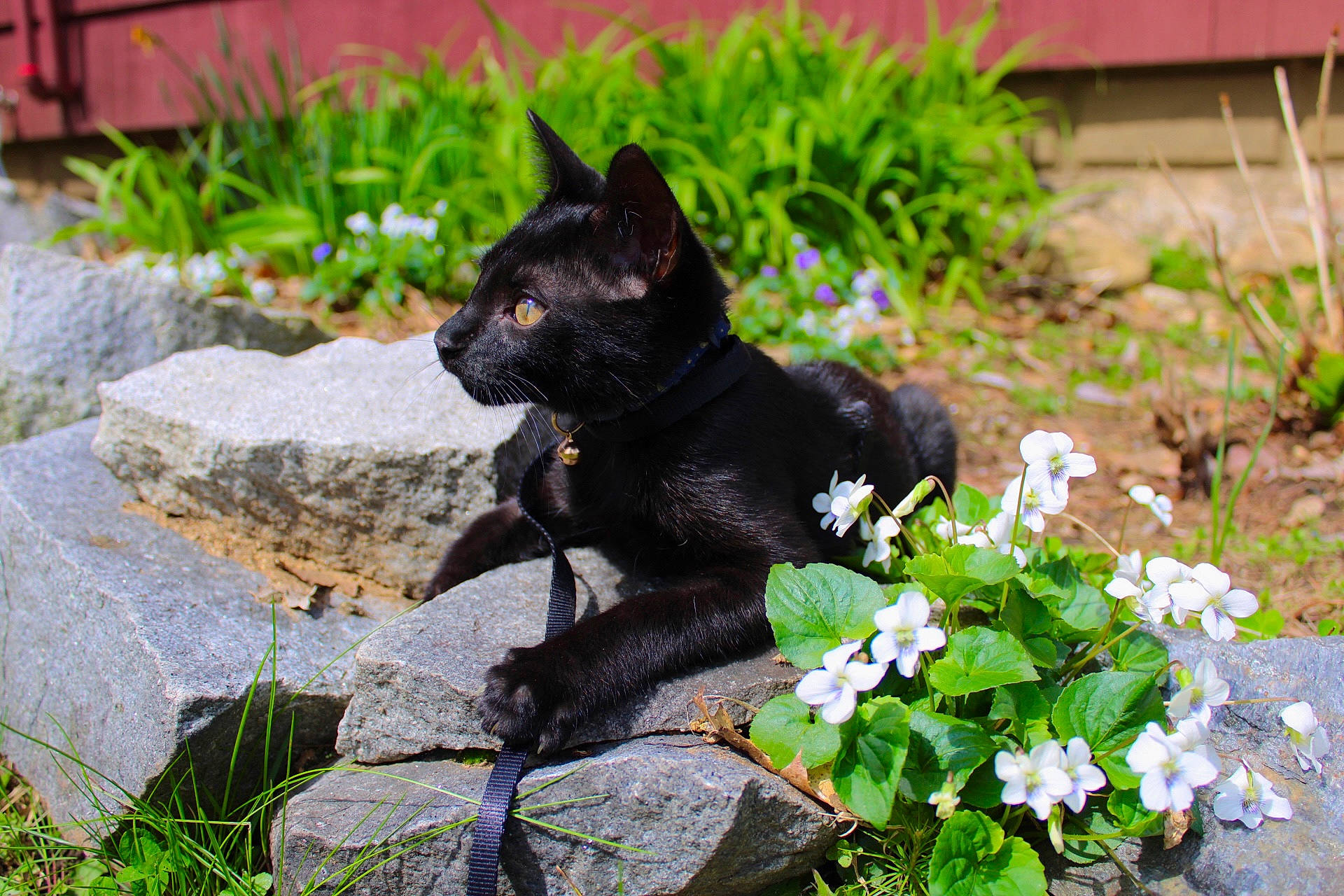 Willie joined the competition — help win amazing prizes! annual_plant, art, black_cat, bombay, carnivore, cat, domestic_short_haired_cat, felidae, flower, garden, grass, groundcover, organism, plant, shrub, small_to_medium_sized_cats, tail, terrestrial_animal, terrestrial_plant, whiskers