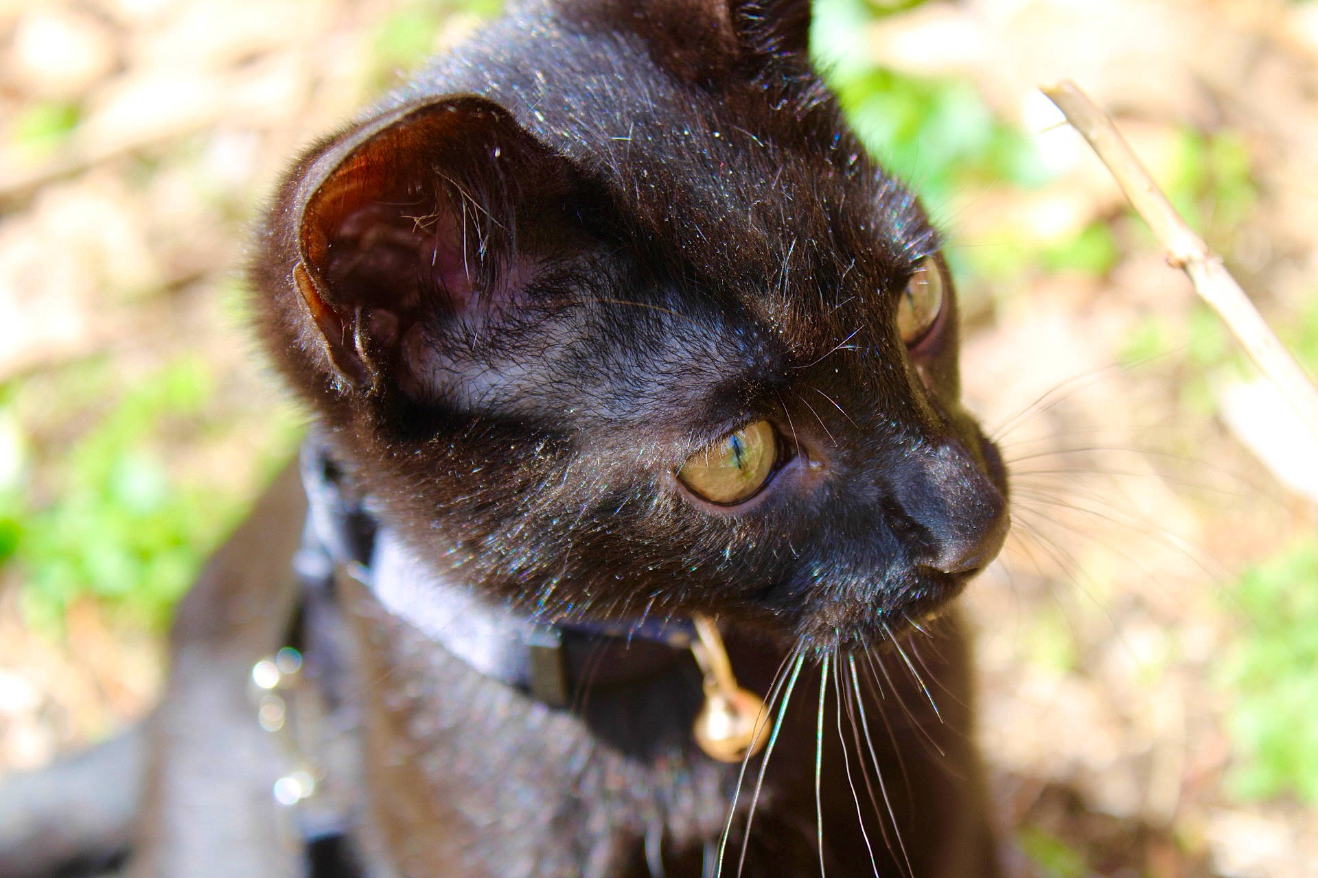 Willie joined the competition — help win amazing prizes! black_cat, carnivore, cat, close_up, collar, dog_breed, domestic_short_haired_cat, eye, fawn, felidae, fur, grass, plant, small_to_medium_sized_cats, snout, terrestrial_animal, tree, whiskers, wildlife, working_animal