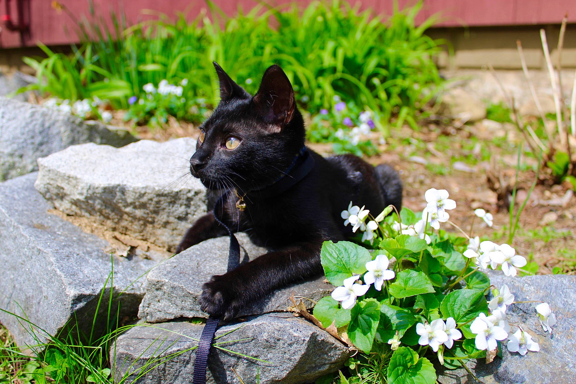 Willie is registered to the contest to win money with this photo: art, black_cat, bombay, botany, carnivore, cat, domestic_short_haired_cat, felidae, flower, flowering_plant, grass, groundcover, organism, plant, shrub, small_to_medium_sized_cats, tail, terrestrial_animal, tree, whiskers