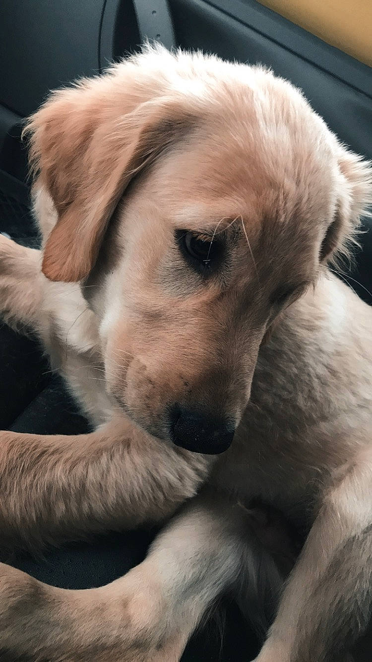 Marty is registered to the contest to win money with this photo: canidae, carnivore, collar, comfort, companion_dog, dog, dog_breed, fawn, fur, labrador_retriever, mammal, retriever, snout, sporting_group, whiskers, working_animal, working_dog