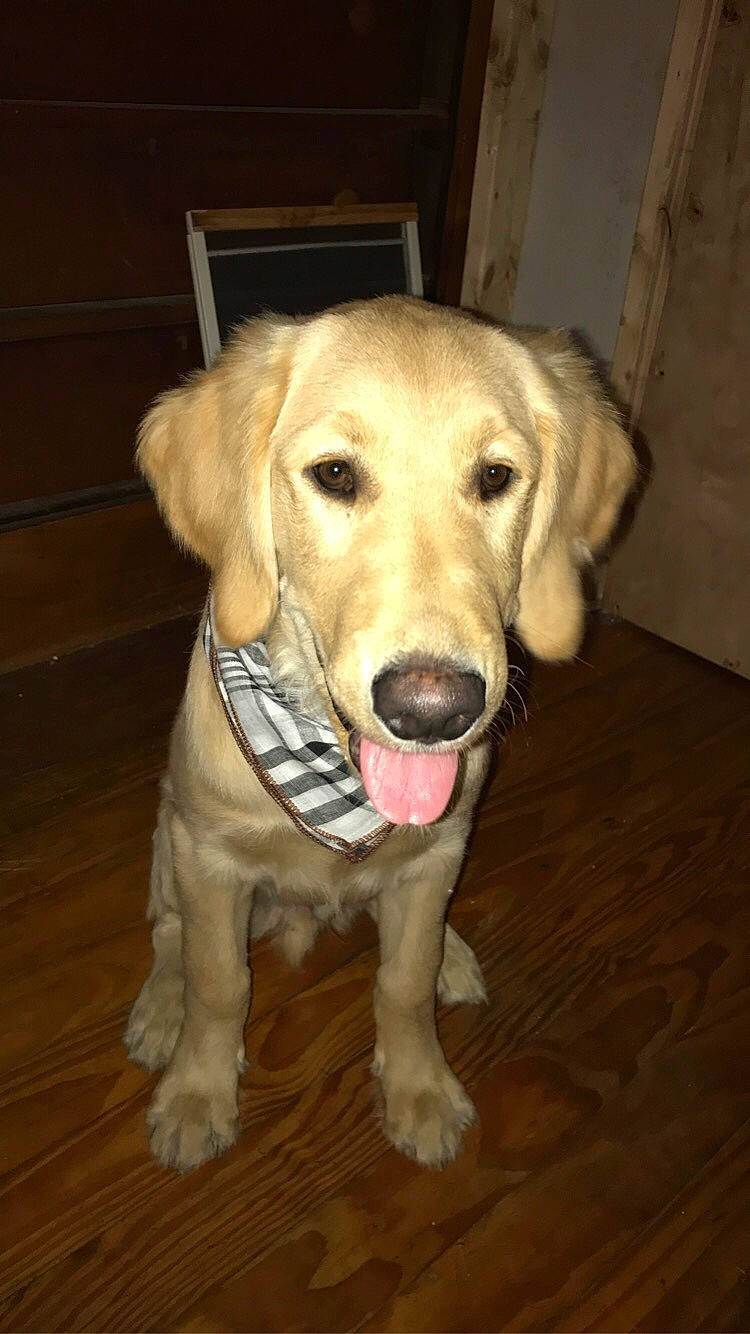 Marty joined the competition — help win amazing prizes! beige, canidae, carnivore, companion_dog, dog, dog_breed, dog_supply, fawn, floor, flooring, fur, hardwood, laminate_flooring, snout, sporting_group, terrestrial_animal, wood, wood_flooring, wood_stain, working_animal