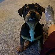 Gus joined the competition — help win amazing prizes! puppy, dog, carpet, indoor, pet, cute, small_dog, sitting, teeth, expression, person, sock, foot, brown, black, white_chest, household, floor, casual, companion