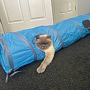 Marley is registered to the contest to win money with this photo: cat, blue_tunnel, indoor, carpet, stretching, pet, play_toy, feline, paw, door, gray_carpet, relaxed, animal, cute, house, fur, domestic, fun, toy, home