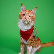 Cyrus is registered to the contest to win money with this photo: cat, orange_cat, white_paws, sweater, festive_clothing, green_background, sitting, pet, feline, whiskers, ears, tail, fur, portrait, studio_shot, animal, cute, domestic_cat, mammal, indoors