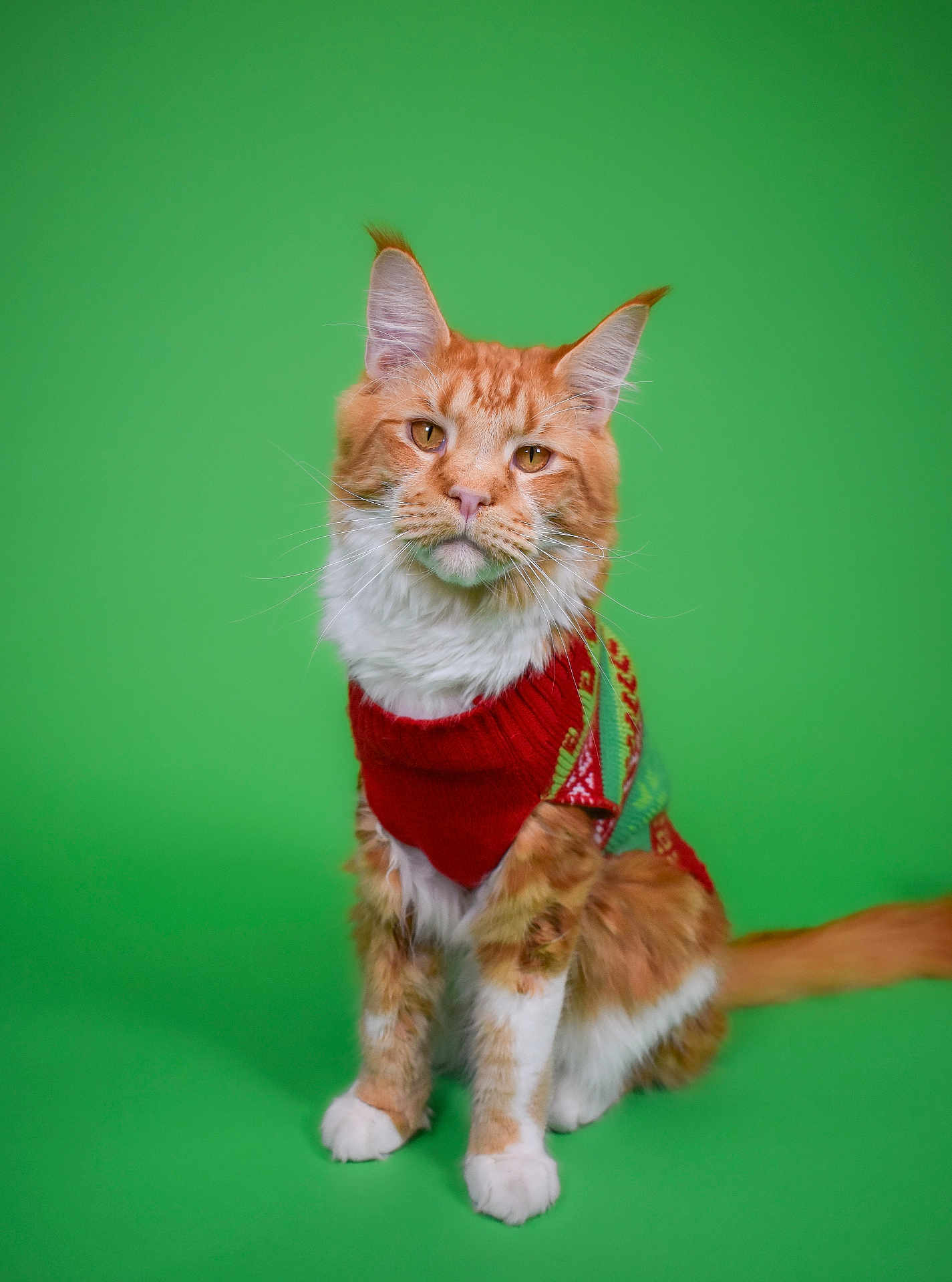 Cyrus is registered to the contest to win money with this photo: cat, orange_cat, white_paws, sweater, festive_clothing, green_background, sitting, pet, feline, whiskers, ears, tail, fur, portrait, studio_shot, animal, cute, domestic_cat, mammal, indoors