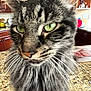 cat, tabby_cat, green_eyes, whiskers, fur, close_up, kitchen, countertop, wooden_cabinets, indoor, pet, domestic_cat, feline, blurred_background, household, curious, animal, mammal, portrait, furry