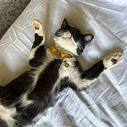 Cruella joined the competition — help win amazing prizes! kitten, cat, black_and_white, collar, bed, white_bed, sleeping, paws, pet, cute, indoor, fur, whiskers, relaxing, domestic_animal, adorable, resting, animal, yellow_collar, tag