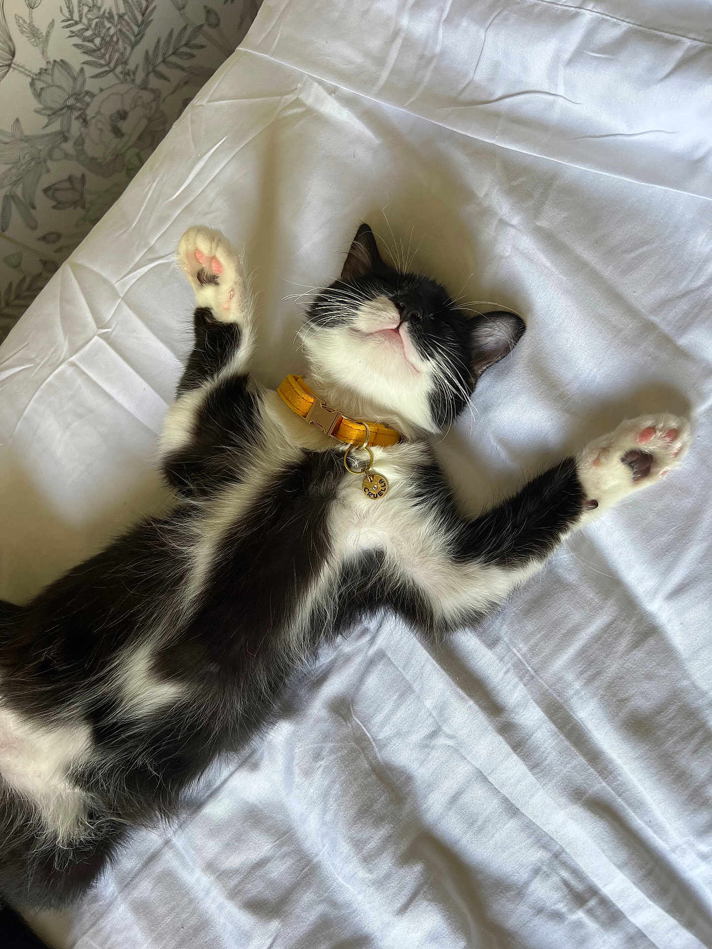 Cruella joined the competition — help win amazing prizes! kitten, cat, black_and_white, collar, bed, white_bed, sleeping, paws, pet, cute, indoor, fur, whiskers, relaxing, domestic_animal, adorable, resting, animal, yellow_collar, tag