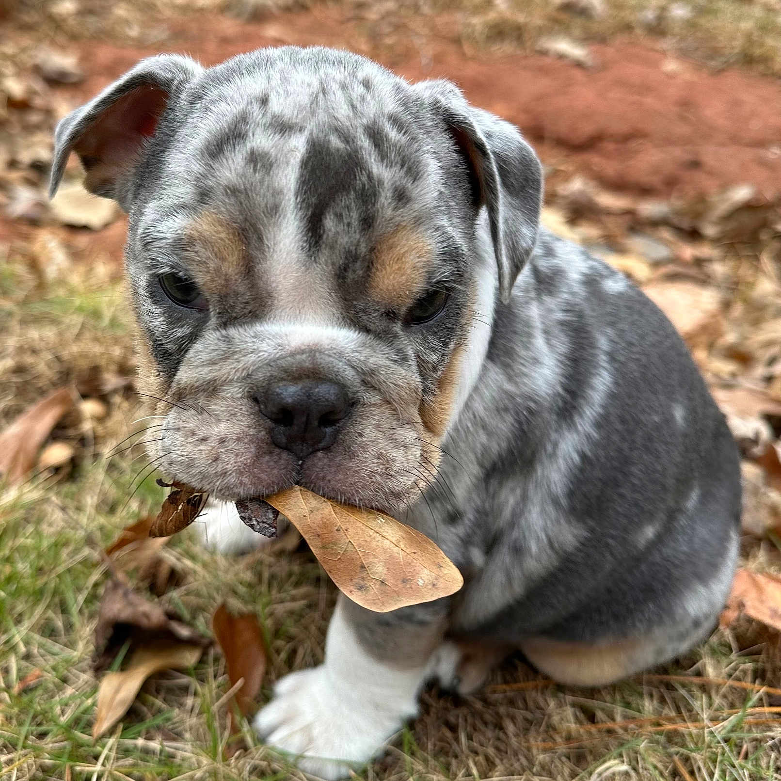 Munson joined the competition — help win amazing prizes! animal, ball, beagle, bostonbull, boxer, bulldog, canine, dog, frenchbulldog, grass, hound, leaf, pet, pitbull, plant, puppy, rock, snout, soil, whitedog