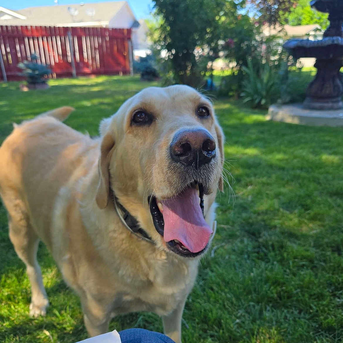Angel joined the competition — help win amazing prizes! animal, canine, closeup, collar, daylight, dog, fence, friendly, golden_retriever, grass, greenery, happy, mammal, nature, outdoor, pet, sunny, tongue_out, tree, yard