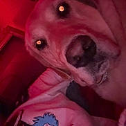 Angel is registered to the contest to win money with this photo: dog, close_up, red_lighting, blanket, cartoon_character, blue_hair, indoors, pet, animal, face, portrait, resting, cozy, cute, canine, companion, warm, soft, snuggle, sleepy