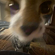 Tivali is registered to the contest to win money with this photo: cat, close_up, blurry, curious, nose, indoor, pet, feline, whiskers, fur, animal, face, distorted, dim_light, wooden_floor, carpet, home, cute, tabby, curiosity