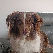 Rhodium a rejoint le concours — aidez-le/la à gagner de superbes lots ! animal, brown, calm, canine, companion, couch, dog, ears, fur, heterochromia, household, indoor, leather, looking_at_camera, lying_down, paw, pet, portrait, relaxed, white