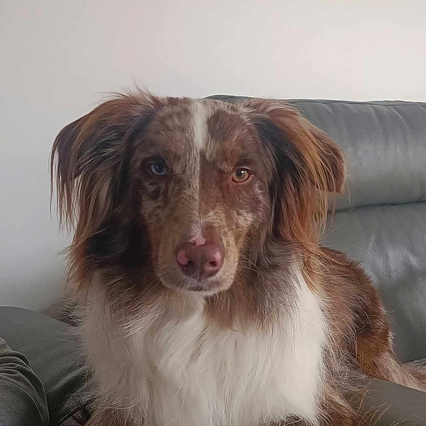 Rhodium a rejoint le concours — aidez-le/la à gagner de superbes lots ! animal, brown, calm, canine, companion, couch, dog, ears, fur, heterochromia, household, indoor, leather, looking_at_camera, lying_down, paw, pet, portrait, relaxed, white