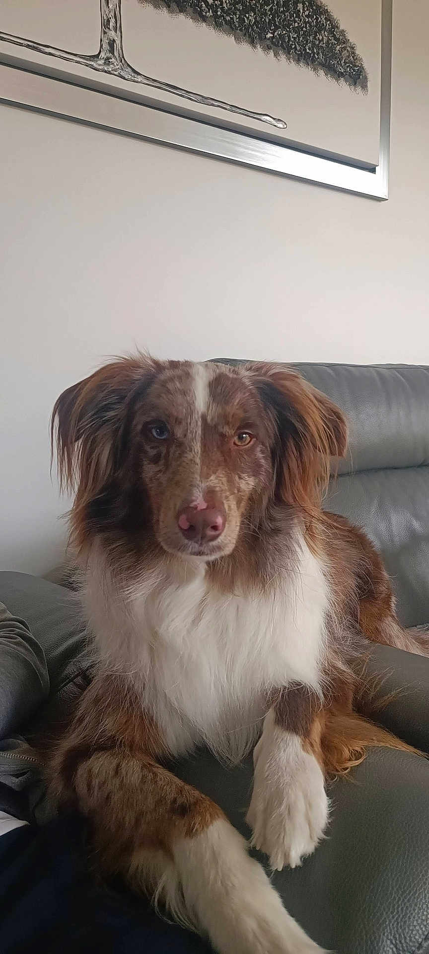 Rhodium a rejoint le concours — aidez-le/la à gagner de superbes lots ! animal, brown, calm, canine, companion, couch, dog, ears, fur, heterochromia, household, indoor, leather, looking_at_camera, lying_down, paw, pet, portrait, relaxed, white