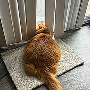 Hunter joined the competition — help win amazing prizes! animal, back_view, carpet, cat, curious, domestic_cat, feline, floor, fluffy, home, indoor, looking_out, orange_cat, pet, quiet, relaxing, sunlight, tail, vertical_blinds, window