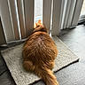 animal, back_view, carpet, cat, curious, domestic_cat, feline, floor, fluffy, home, indoor, looking_out, orange_cat, pet, quiet, relaxing, sunlight, tail, vertical_blinds, window